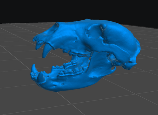 Bear Skull resin inclusion