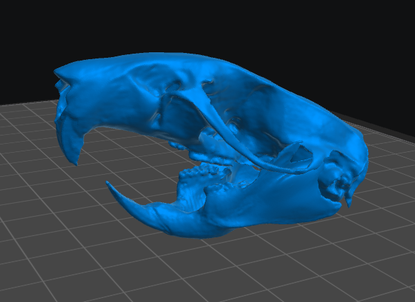 Rat Skull resin inclusion