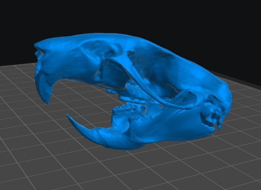 Rat Skull resin inclusion