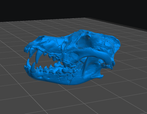 Wolf Skull resin inclusion