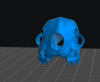 Two Headed Cat Skull resin inclusion