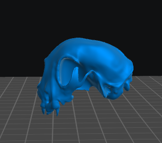 Two Headed Cat Skull resin inclusion