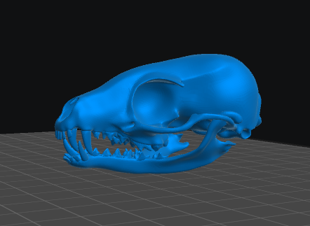 Ringtail Skull resin inclusion