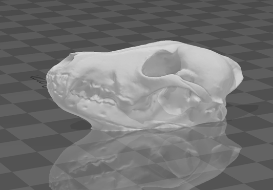 Coyote Skull resin inclusion